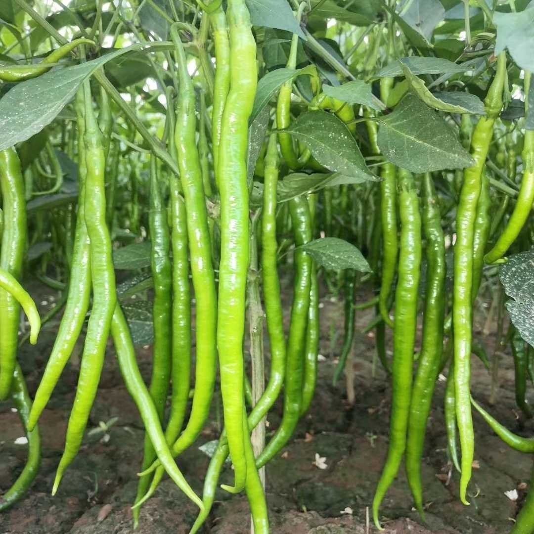 国线2019线椒种子 欧兰德加长型翠绿皮条椒线椒二荆条辣椒种子籽 - 图3