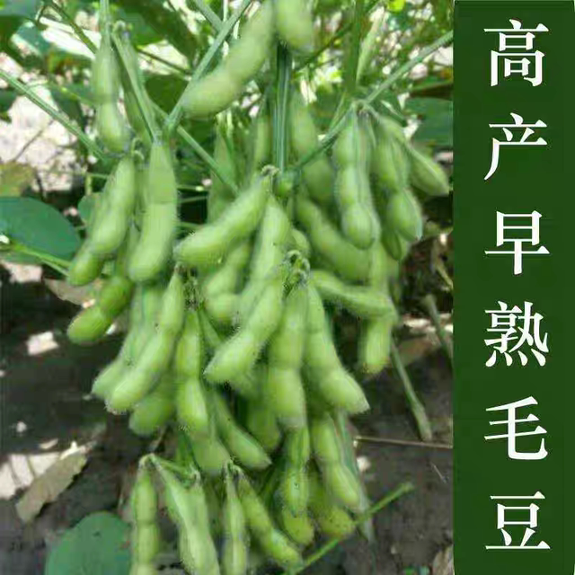 Early maturing edamame seeds, high yield edamame seeds, sweet and waxy