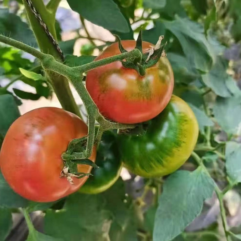 草莓番茄种子粉果铁皮柿子种籽草莓西红柿籽苗酸甜多汁四季蔬菜籽