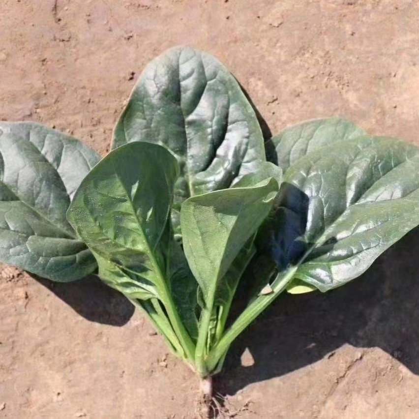 黑圆菠菜种子中农福德杂交大叶抗病耐热耐寒越冬春秋菠菜种子籽孑-图2