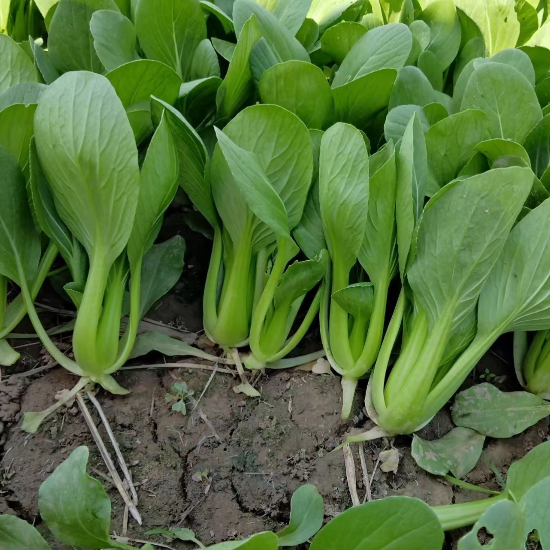 上海青菜种子夏季耐热抗热耐高温青梗菜油菜四季阳台蔬菜种子籽节 - 图0