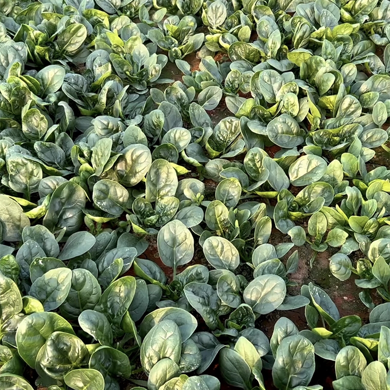 趴地菠菜种子大叶圆叶耐热耐寒黑绿越冬抗病菠菜秋冬蔬菜种子籽孑 - 图0