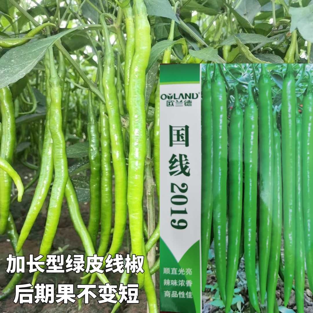 国线2019线椒种子 欧兰德加长型翠绿皮条椒线椒二荆条辣椒种子籽 - 图2