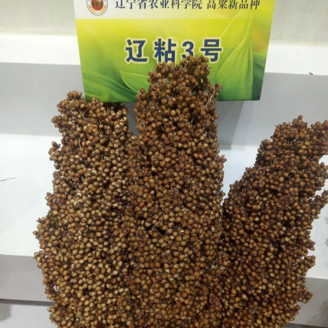 辽粘3号糯高粱种子粘糯矮杆抗倒红粒酿白酒高产高粱种子籽孑大田
