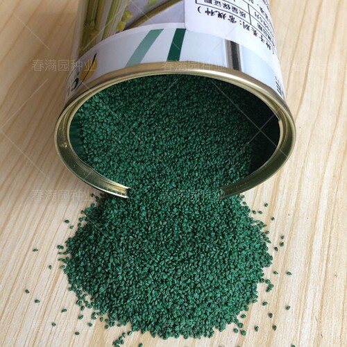 法国皇后西芹种子种籽正宗原装进口皇后芹菜种子100克铁罐装芹菜 - 图1