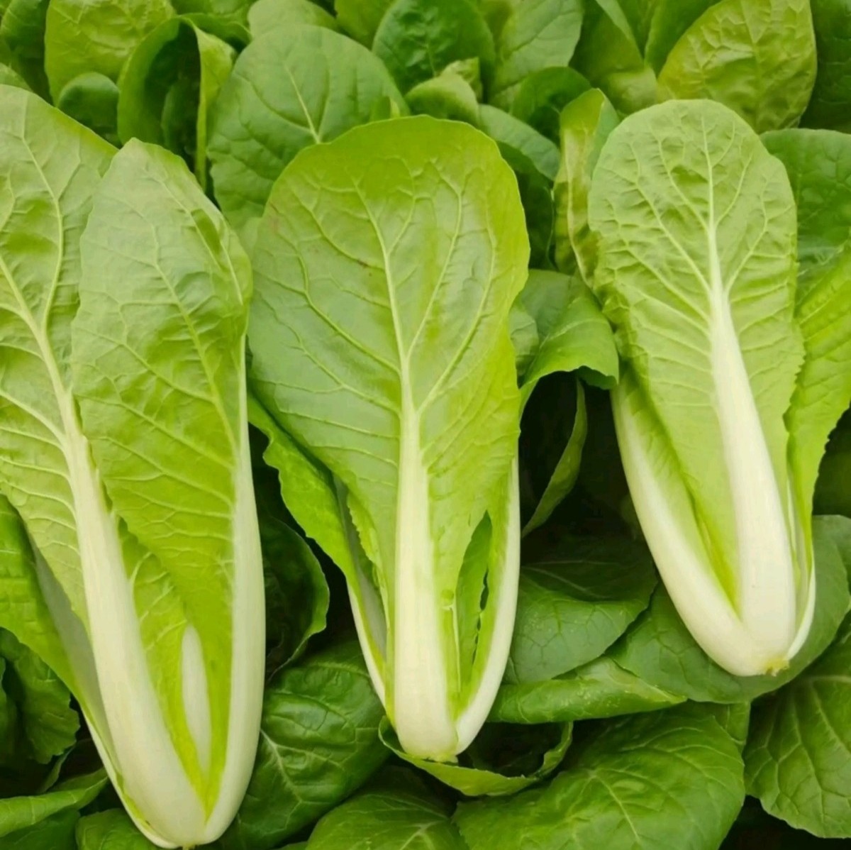 冬春耐寒快菜种子硕源冬川快菜耐寒耐抽苔小白菜种子越冬蔬菜籽_虎窝淘