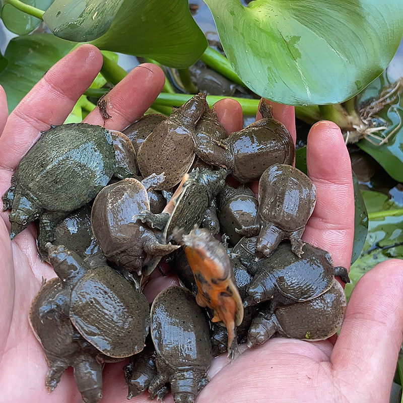 2025年新苗出壳甲鱼苗中华鳖苗团鱼水鱼苗王八苗基地批发冷水甲鱼,淘宝优惠券,粉丝福利购,淘宝优惠卷