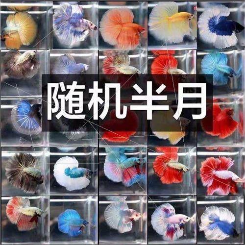 Thai Fighting Fish ve Fish Ornamental Fish Tropical Fish Sma - 图0