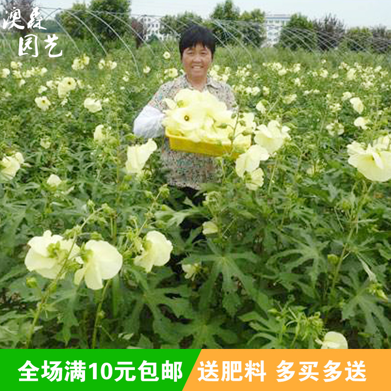 金花葵种子蔬菜种籽菜芙蓉野芙蓉秋葵药材食用花卉观赏美观庭院菜 - 图2