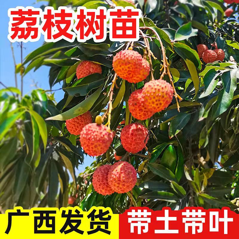 广西荔枝苗无核妃子笑三月红糯米糍荔枝苗南北方种植果树苗带土发_虎窝淘