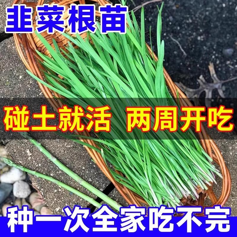 四季韭菜根苗紫根红根大叶宽叶带土农家韭菜根老品种韭菜种籽种子 - 图1