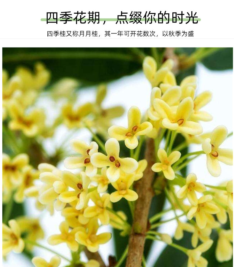 日香桂桂花盆栽树苗带花百里花香浓郁耐寒花卉室内庭院绿植花卉景 - 图3