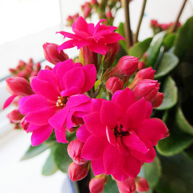 长寿花带花室内盆栽防辐射绿植净化空气花卉重瓣大