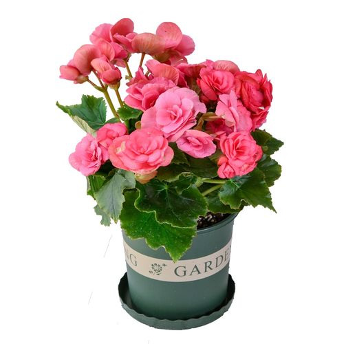 重瓣海棠花盆栽植物室内丽格海棠竹节海棠带花绿植花卉四季海棠苗 - 图3