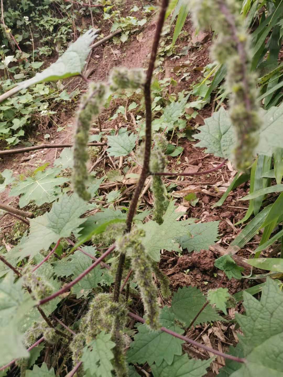 四川遂宁现采新鲜红火麻红杆荨麻草新鲜藿麻苗 根 茎红禾麻红活麻 - 图2