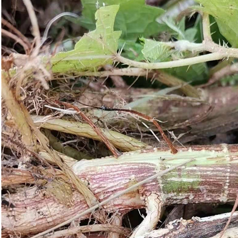 四川遂宁现采新鲜红火麻红杆荨麻草新鲜藿麻苗 根 茎红禾麻红活麻 - 图3