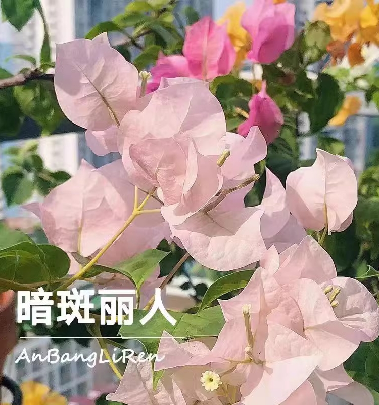 漳州耐寒三角梅口红栽花四季开花无纺布带土老桩小苗爬藤庭院植物 - 图2