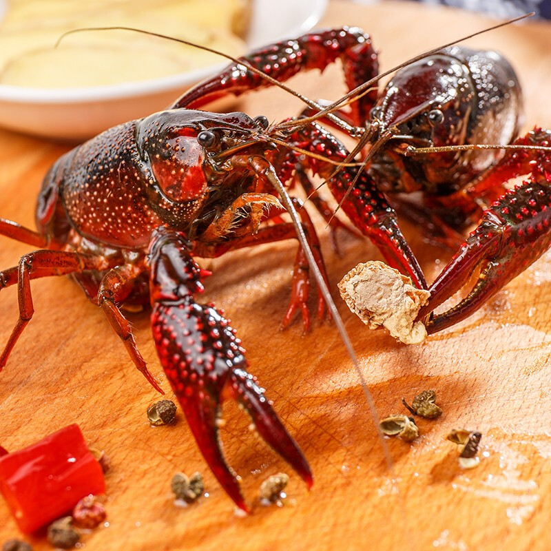 【死虾包赔】清水鲜活小龙虾特大10斤潜江新鲜大号食材 - 图0