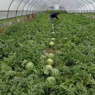 冰糖麒麟王西瓜苗秧王子种子8424早佳美都早熟红心皮薄甜爽脆四季 - 图2