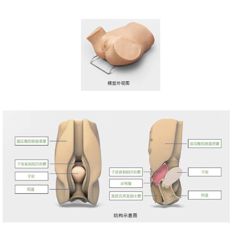 泰贵医学TG/阴道后穹窿穿刺模型 解剖位置准确妇科检查模型医学教学教具