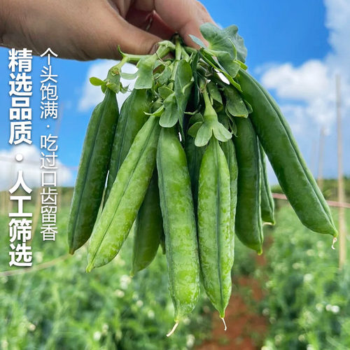 现摘新鲜豌豆云南带壳青豆角粒云南应当季农家蔬菜甜豆荚整箱包邮 - 图1