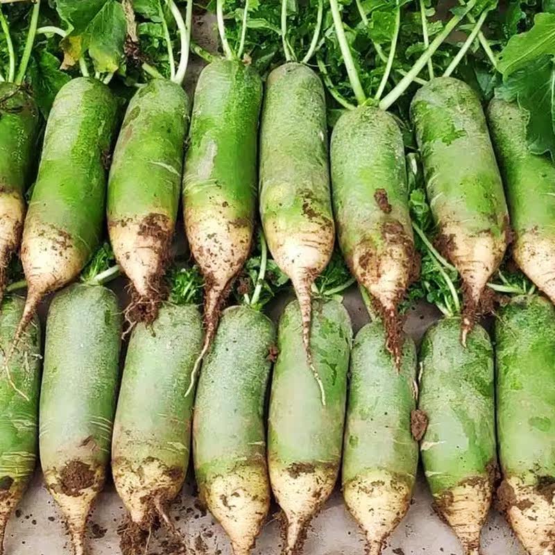 山东水果萝卜潍坊萝卜甜脆水果型潍县沙窝青萝卜5斤新鲜生吃正宗,淘宝优惠券,粉丝福利购,淘宝优惠卷