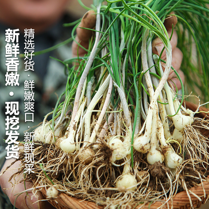 新鲜野葱野菜现挖小根蒜胡葱沙葱当季农家菜香葱苦非藠头贵州