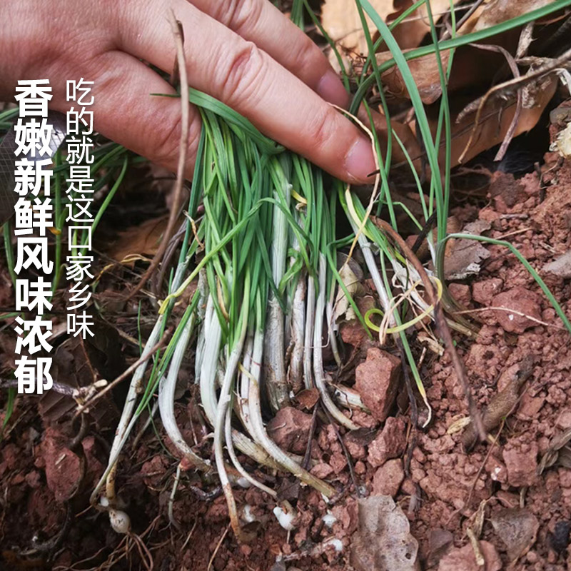 新鲜野葱野菜现挖小根蒜胡葱沙葱当季农家菜香葱苦非藠头贵州
