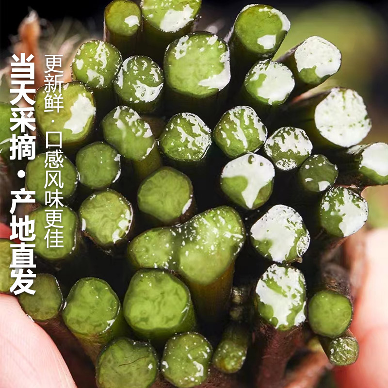 现货野生蕨菜新鲜蔬菜现摘5斤下饭菜当季天然野地菜山撅菜青厥菜 - 图3