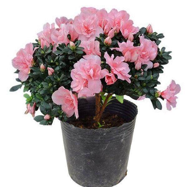 映山红杜鹃花四季好养活盆栽室内庭院植物杜娟花树状盆带花苞发货,淘宝优惠券,粉丝福利购,淘宝优惠卷