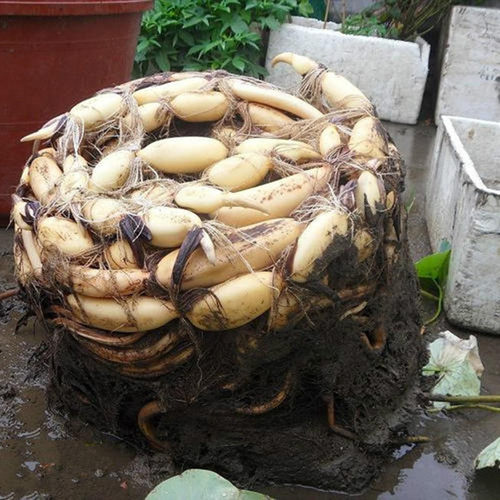 食用藕种藕苗莲藕种根苗荷花盆栽水养缸桶水田池塘高产莲藕苗种植 - 图2