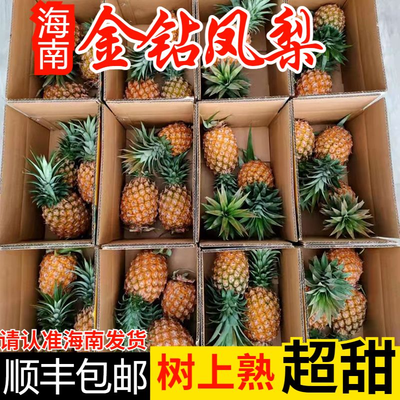 海南金钻凤梨17号当季新鲜大果水果包邮整箱非泰国小香水菠萝手撕 - 图0