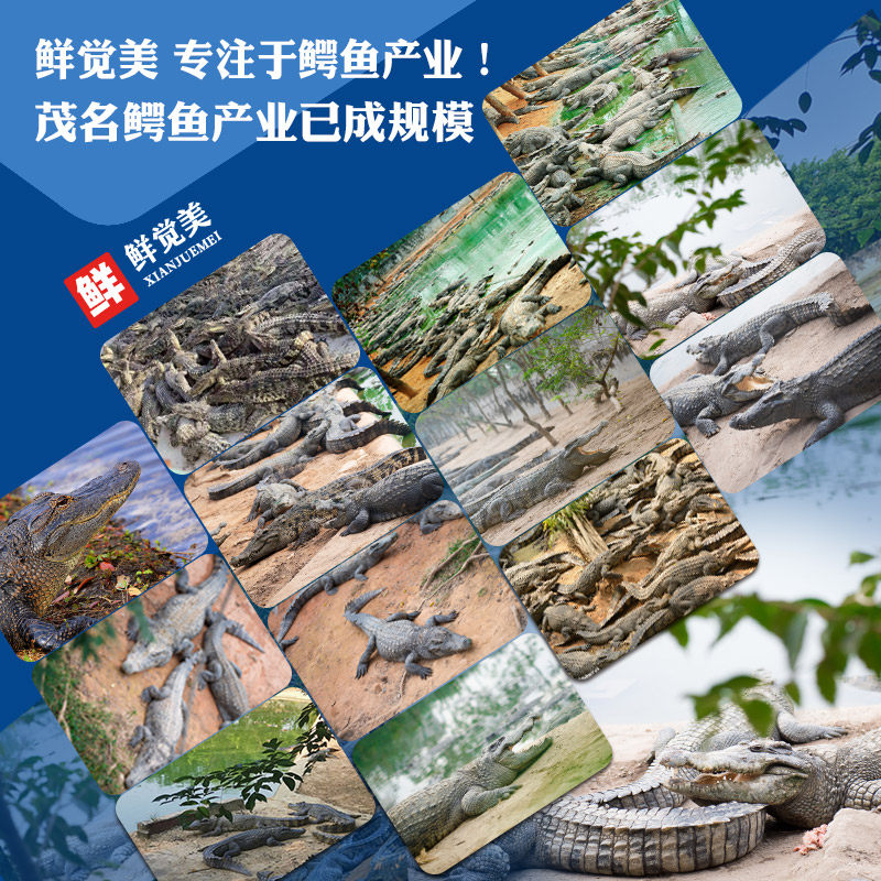 500克鳄鱼肉干 新鲜鳄鱼肉干煲汤食材鳄鱼干送汤包非泰国鳄鱼即食,淘宝优惠券,粉丝福利购,淘宝优惠卷