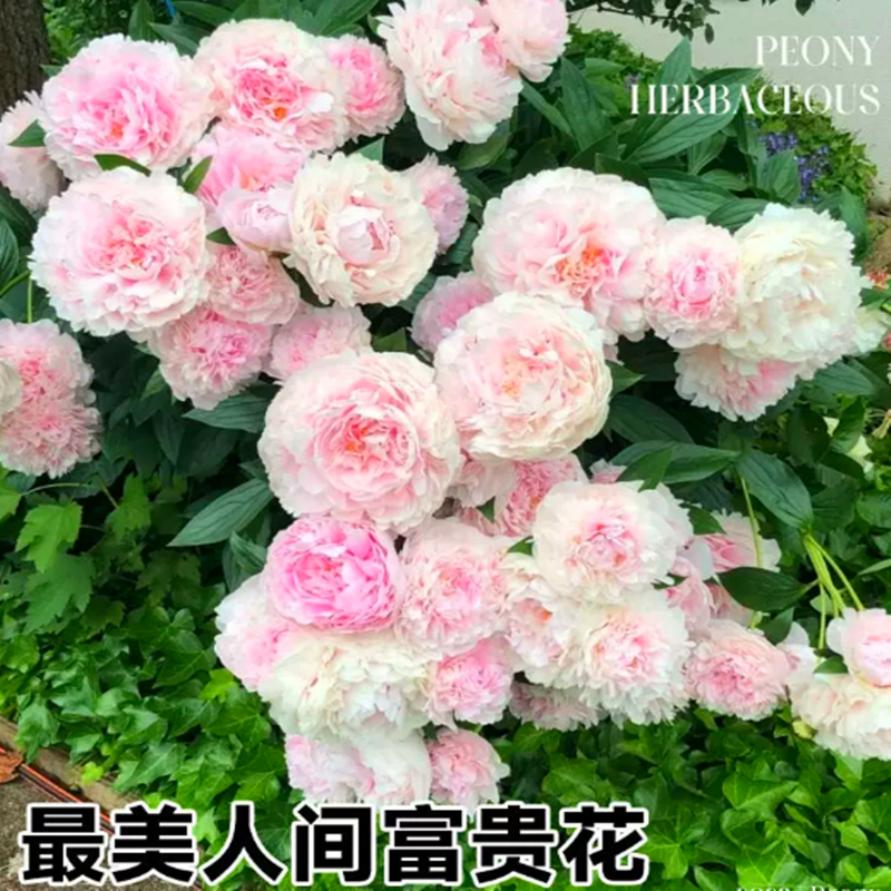 重瓣芍药花苗带6到8芽根块常年开花室内外庭院多年生浓香花卉植物 - 图1