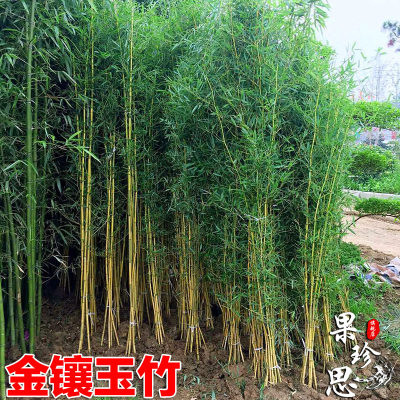 竹子苗四季常青植物庭院种植观赏景观竹金镶玉竹室外黄金竹盆栽竹 虎窝淘
