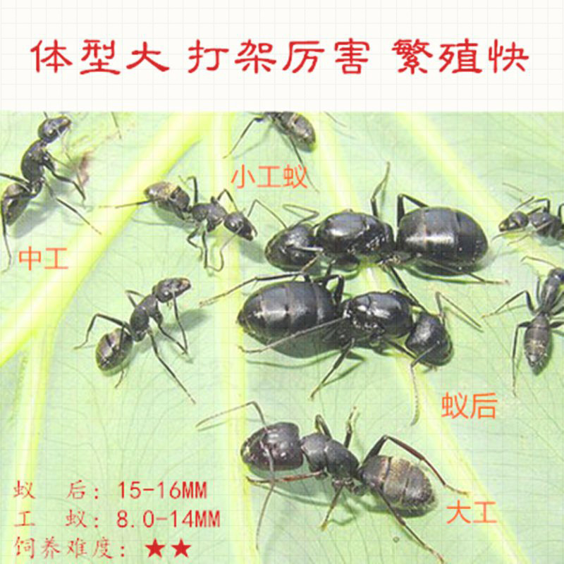 日本弓背蚁蚂蚁活体蚁后宠物蚁后蚂蚁巢弓背蚁铺道蚁收获蚁新后