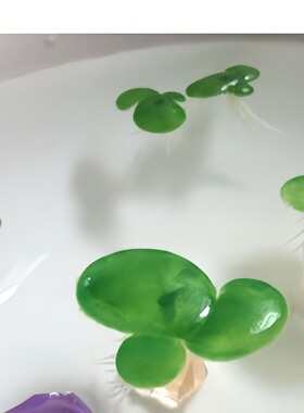 仿真浮萍塑料带根浮平水草