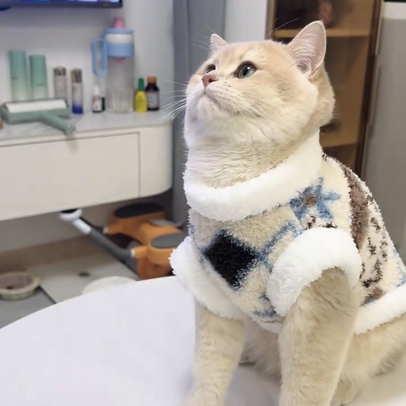 猫咪衣服秋冬装防掉毛加绒保暖冬天绒衣金渐层布偶猫英短蓝猫服饰,淘宝优惠券,粉丝福利购,淘宝优惠卷