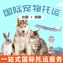 National Pets Consignment Beijing Shanghai Air Transport Professional Domestic International Transport Service Cat Pet Dog Express Door