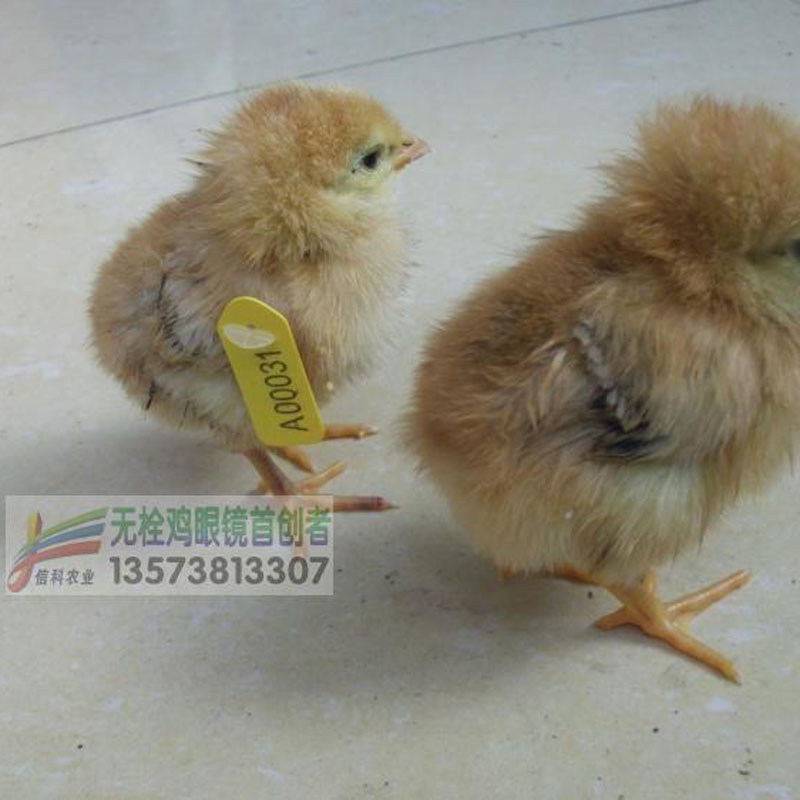 Xinke Agriculture Poultry Laser Coding