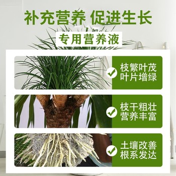 Lily Bamboo Fertilizer Phnom Penh Willow Leaf Lily Bamboo Special Fertilizer Solution ປ້ອງກັນການເກີດໃບເຫຼືອງຈາກການແຫ້ງແລ້ງ ແລະ ໃບໄມ້ຫຼົ່ນ ຮັກສາໃບສີຂຽວ