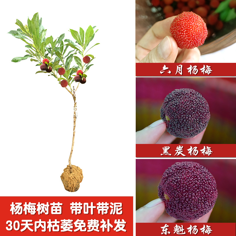 正宗嫁接东魁杨梅树苗耐寒南北方种植盆荸荠六月黑炭地栽大水果木 - 图0