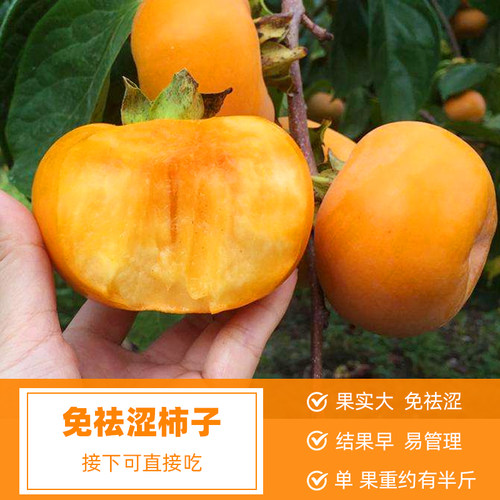 太秋甜脆柿子树苗地栽南北方种植水果耐寒庭院盆栽阳台柿饼树 - 图0