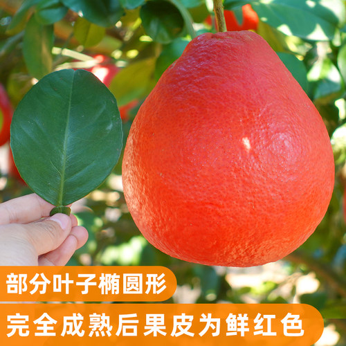 泰国暹罗香水红柚三红柚嫁接苗柚子树新品种红心纯甜水果树当年结 - 图1