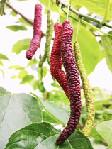 Taiwans Tenlong Four Seasons Results No seed Long Goo Sango South to grow mulberry saplings National easy to plant mulberry saplings