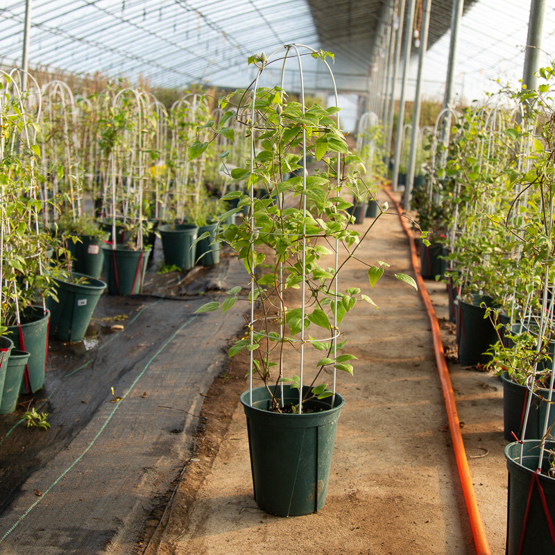 手工铁丝支架简约材料地面爬藤植物月季铁线莲攀爬花卉绿植花架,淘宝优惠券,粉丝福利购,淘宝优惠卷