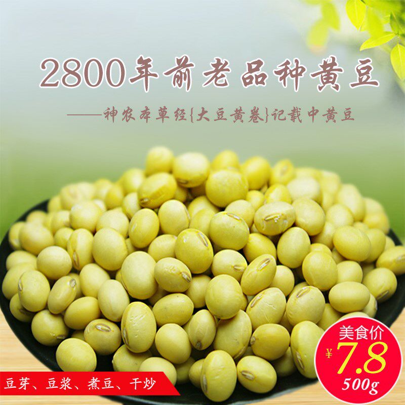 山西农家特级品种大粒笨黄豆大豆 画迈黄豆