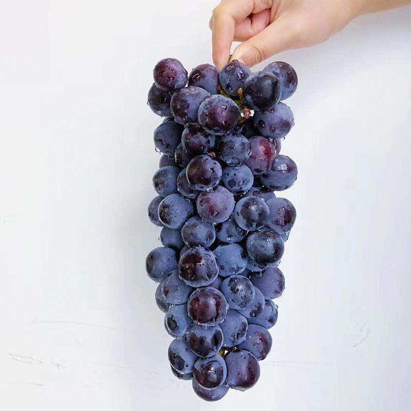 红商用原汁nfc水果茶原浆扬雅原液 画迈冲饮果汁