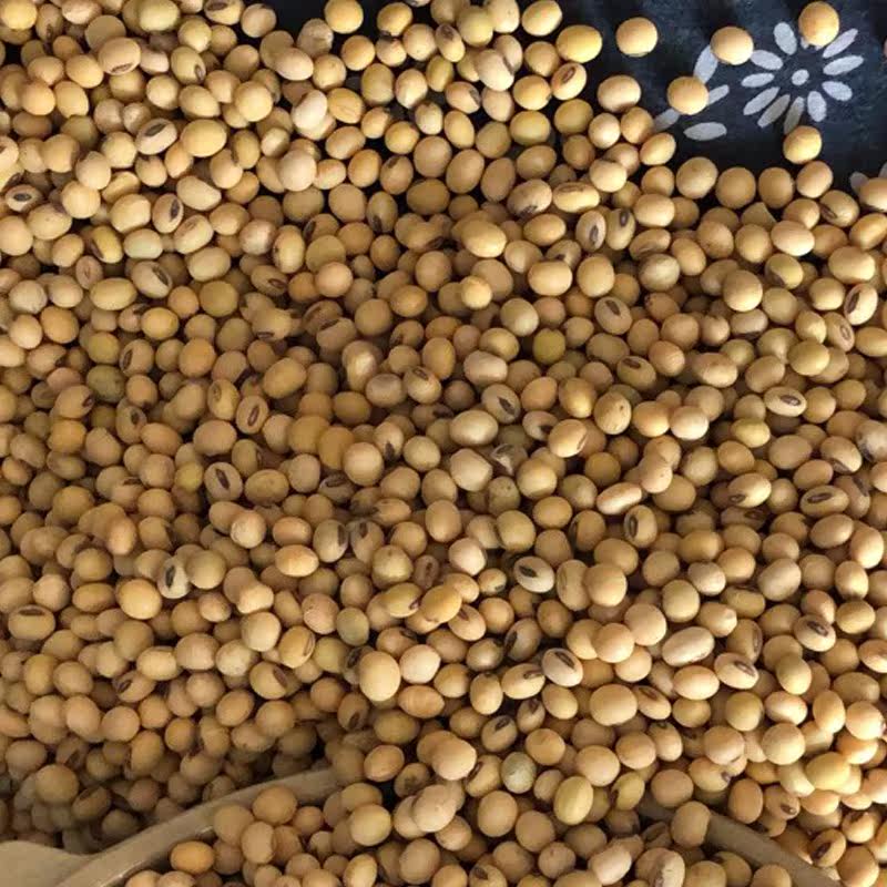 笨土黄豆农家自种老品种打花豆腐脑 画迈黄豆