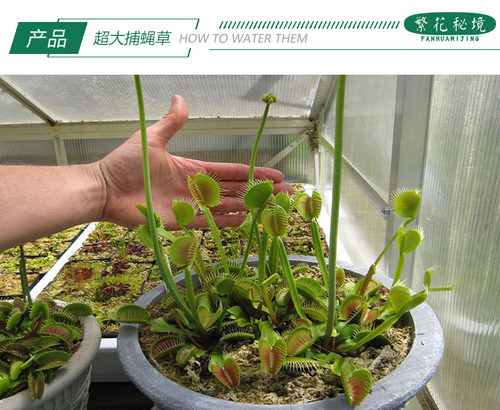 超大捕蝇草食虫草扑蝇草驱蚊草捕蚊子苍蝇盆栽绿植食人花大嘴捕虫 - 图1
